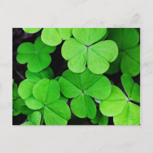 Shamrock St patricks day Vykort