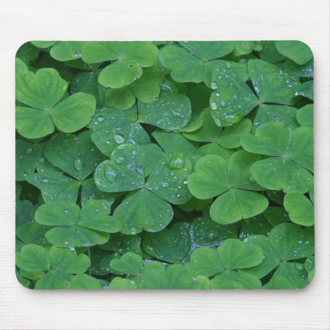 SHAMROCKS MUSMATTA (Framsidan)