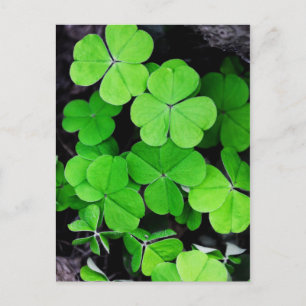 Shamrocks Vykort