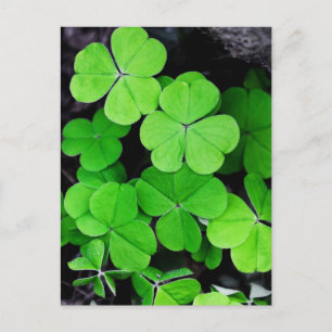 Shamrocks Vykort
