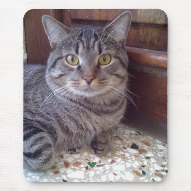 Shangel Musmatta (Framsidan)