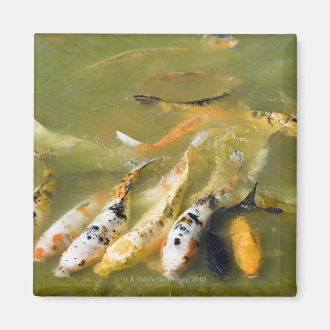 Shanghai, China Magnet (Framsidan)