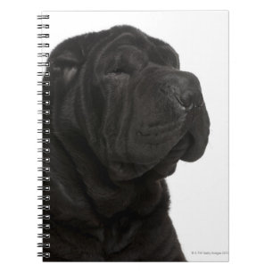 Shar Pei (1 år gammal) nära Anteckningsbok