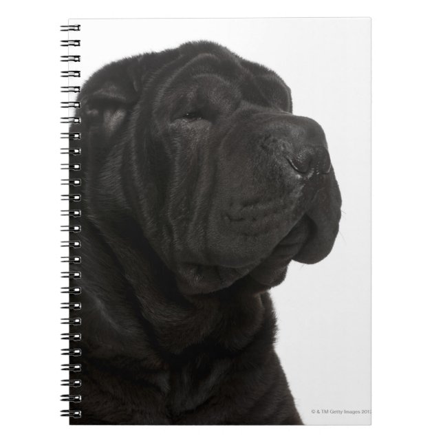 Shar Pei (1 år gammal) nära Anteckningsbok (Framsidan)