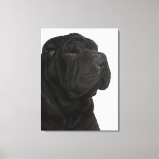 Shar Pei (1 år gammal) nära Canvastryck