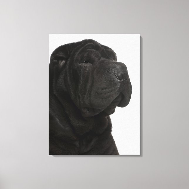 Shar Pei (1 år gammal) nära Canvastryck (Framsida)