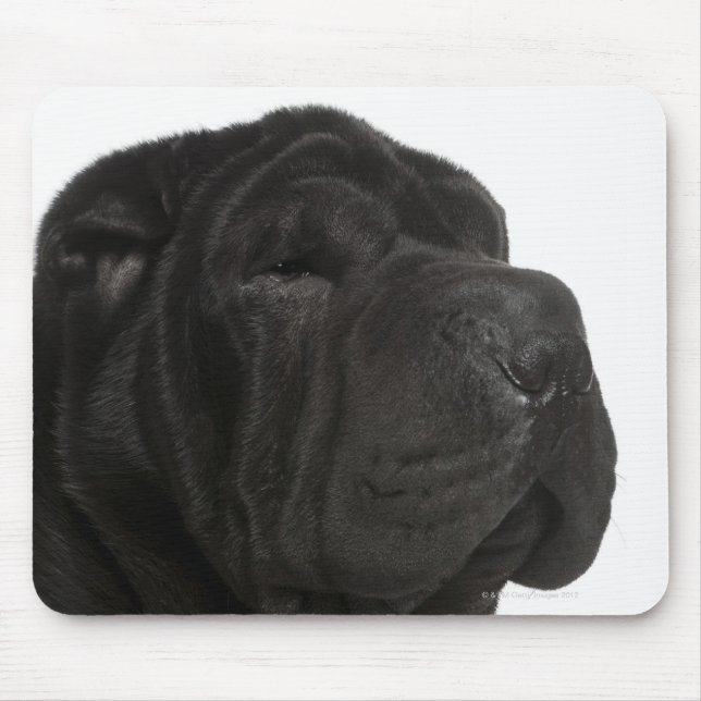 Shar Pei (1 år gammal) nära Musmatta (Framsidan)