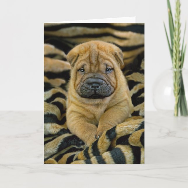 Shar-Pei 4 vecka gammalt valpkort Kort (Framsida)