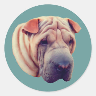 Shar Pei Ansikte Hund Runt Klistermärke