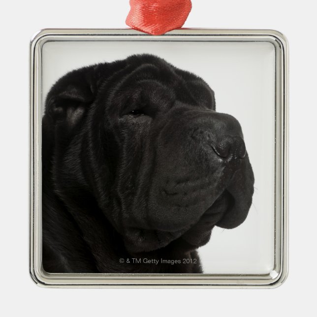 Shar Pei (årig 1) närbild Julgransprydnad Metall (Framsidan)