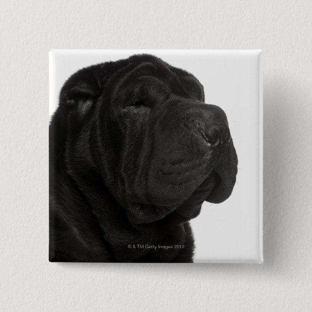 Shar Pei (årig 1) närbild Knapp (Framsida)