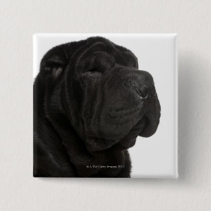 Shar Pei (årig 1) närbild Knapp