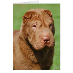 Shar Pei Hälsningskort