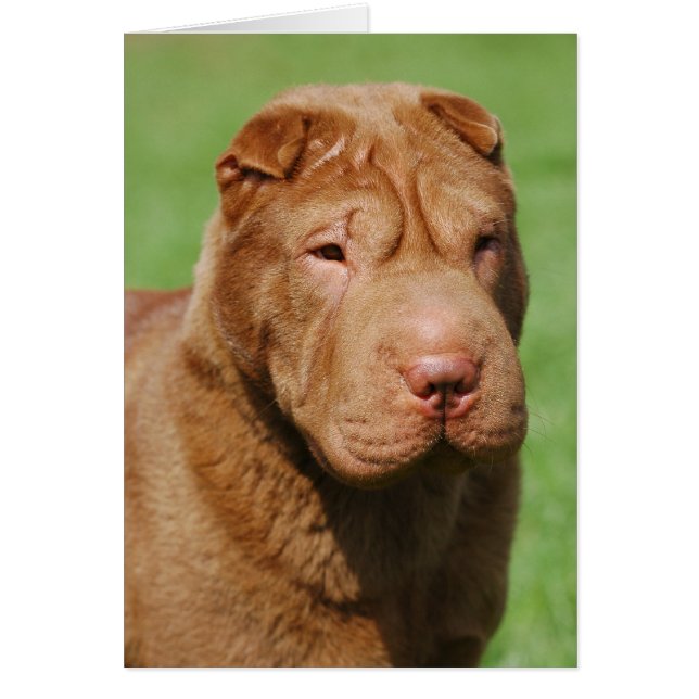 Shar Pei Hälsningskort (Framsidan)