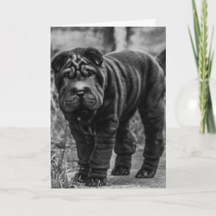 SHAR PEI HUND CUTE BIRTHDAY CARD KORT