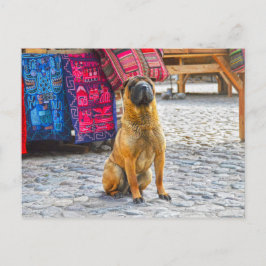 Shar Pei Hund, Ollantaytambo, Peru Vykort
