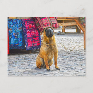 Shar Pei Hund, Ollantaytambo, Peru Vykort
