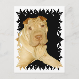 Shar Pei Hund vykort
