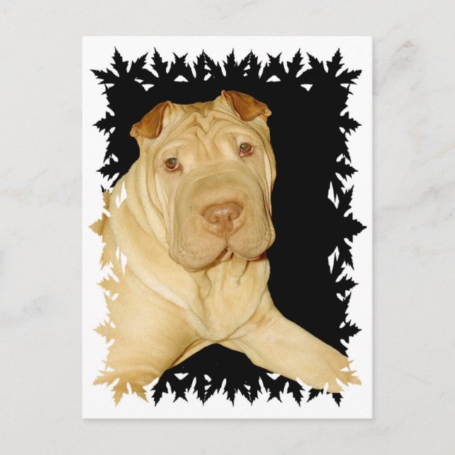 Shar Pei Hund vykort (Framsida)