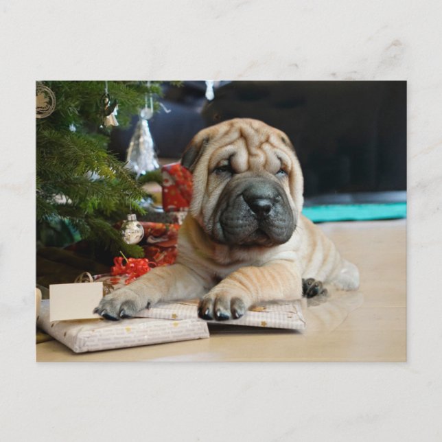 Shar Pei jul Helg Vykort (Framsida)
