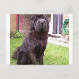 Shar pei långhårig sitta.png vykort
