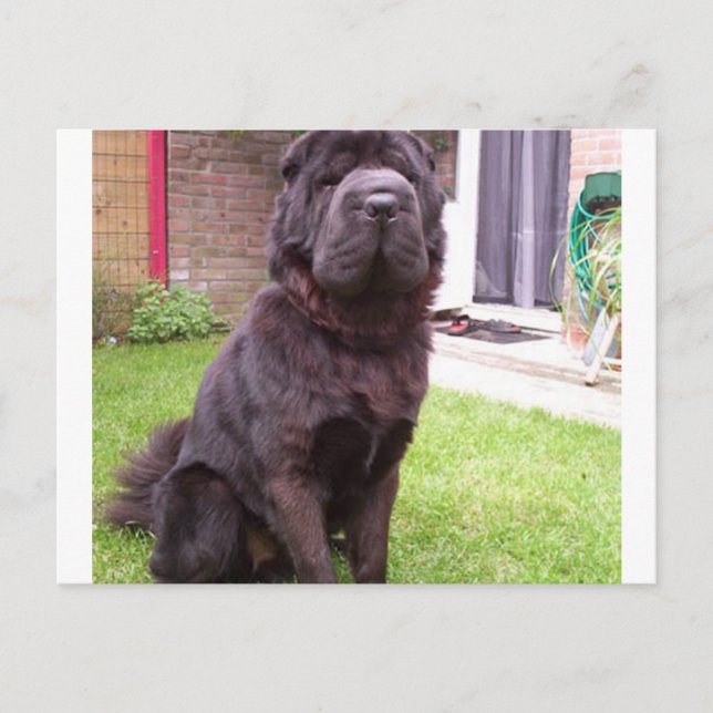 Shar pei longhair sitting.png vykort (Framsida)