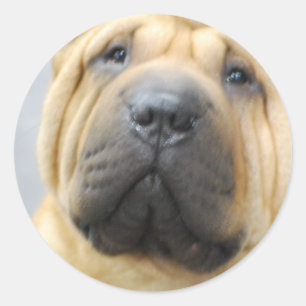 Shar Pei med rynkar klistermärkear Runt Klistermärke