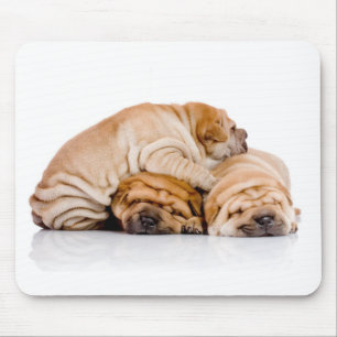 Shar Pei Musmatta