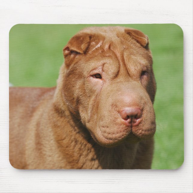 Shar Pei Musmatta (Framsidan)