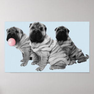Shar Pei Puppies Black White Bubble Gum Hund Poster