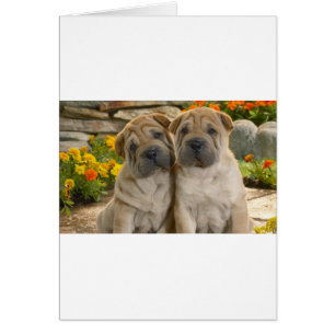 Shar Pei Puppies Hälsningskort