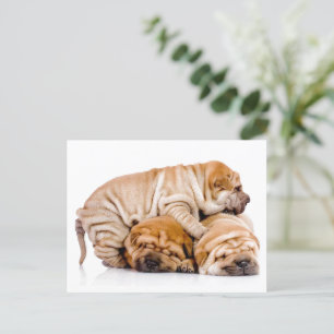 Shar Pei Puppies Vykort