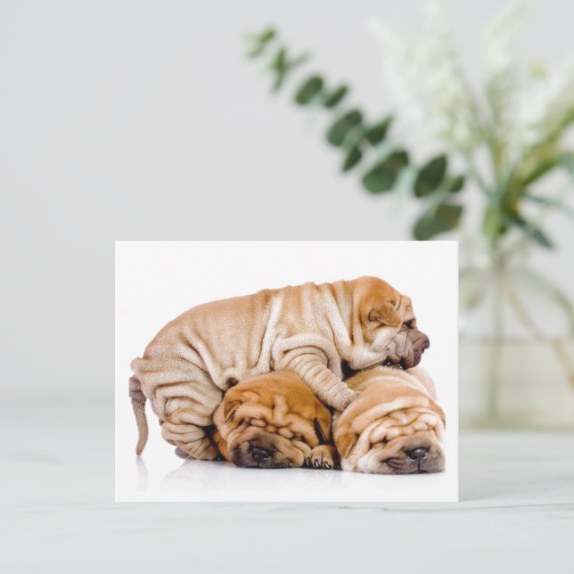 Shar Pei Puppies Vykort (Stående Fram)