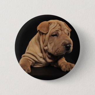 Shar Pei valp Knapp