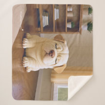 Shar Pei-valp - Mjuk stillhet av WangWang