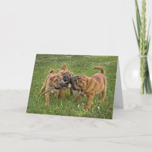 Shar-Pei valper med pinnehälsningkortet Kort
