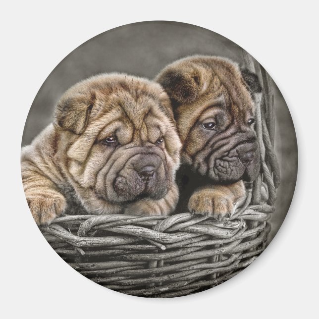 Shar-Pei-Valperna i Basket Magnet (Framsidan)