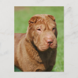 Shar Pei Vykort