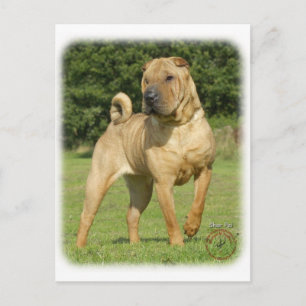 Shar Pei Vykort