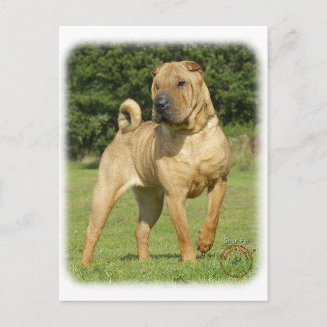 Shar Pei Vykort (Framsida)