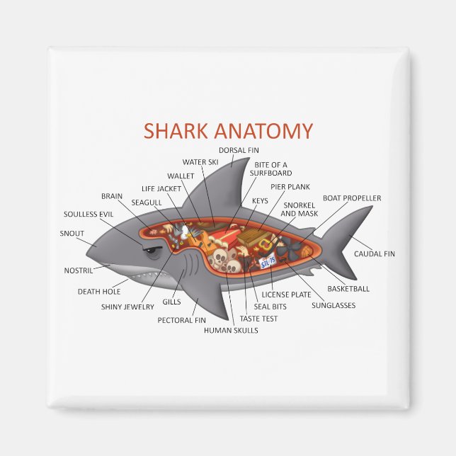 Shark Anatomy Magnet (Framsidan)