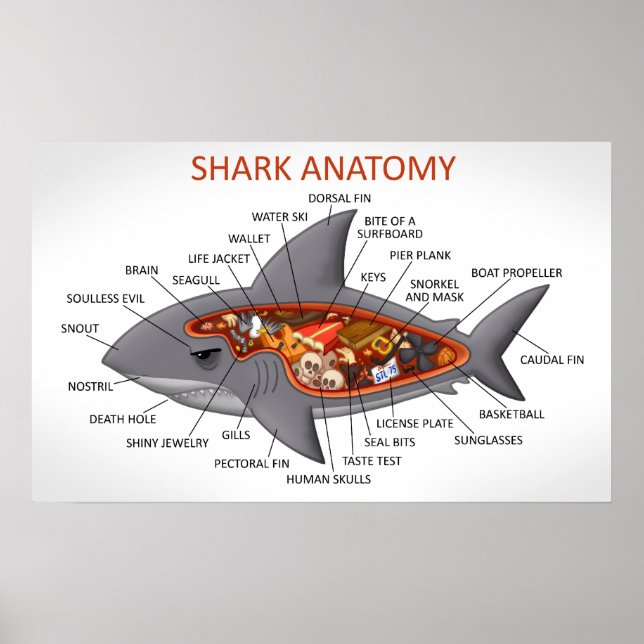Shark Anatomy Poster (Framsidan)