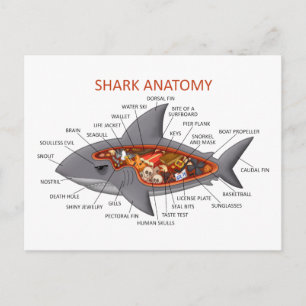Shark Anatomy Vykort