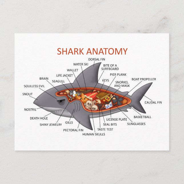 Shark Anatomy Vykort (Framsida)
