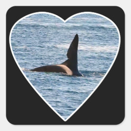 Shark Bita Fin of "John Coe" Orca Fyrkantigt Klistermärke