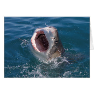 Shark Card Hälsningskort
