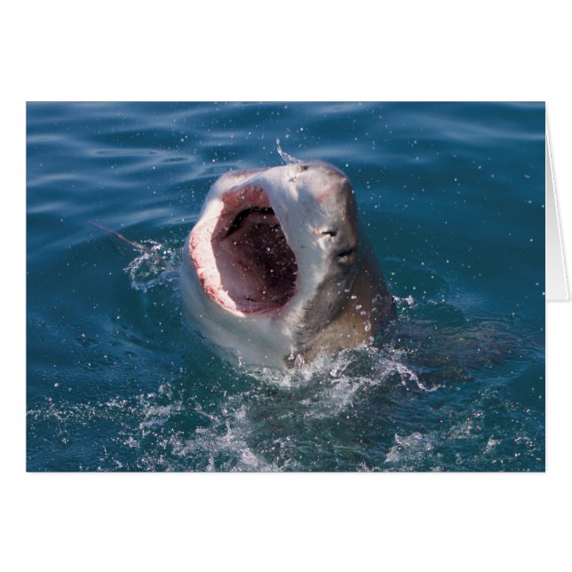 Shark Card Hälsningskort (Framsidan Horizontal)