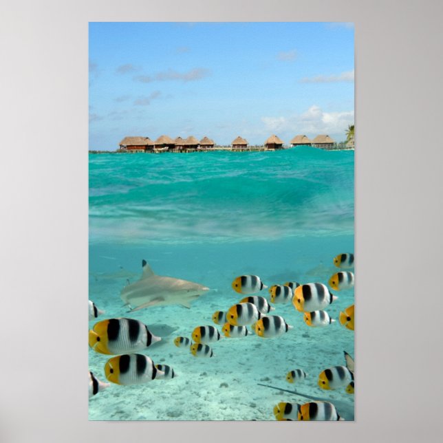 Shark chasing fishes in Bora Bora lagoon poster (Framsidan)
