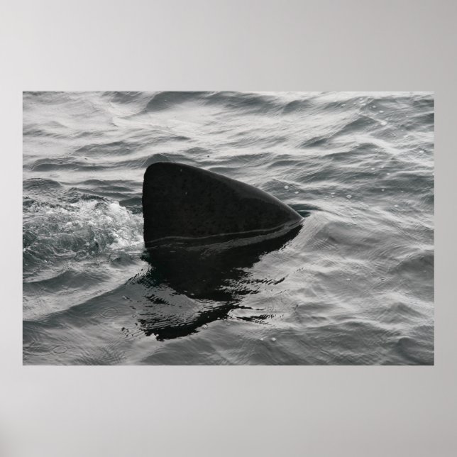 Shark Fin Poster (Framsidan)
