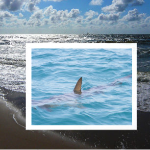 Shark Fin ut ur Vatten Vykort